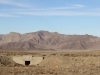 Iran - En route pour Yazd