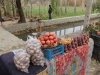 Iran - Ispahan - Vendredi dÃ©tente le long du Zayandeh rud - En rouge, des kakis