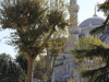 Istanbul - MosquÃ©e bleue