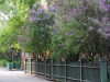 Russie - Moscou - Jardin de la maison de Tolstoï