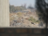 Iran - En route pour PersÃ©polis - Chiens errants
