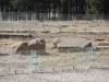 Iran - Persepolis - Bestioles
