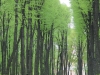 Russie - Saint-Pétersbourg - Jardin d'été