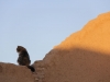 Iran - Yazd - Vieille ville